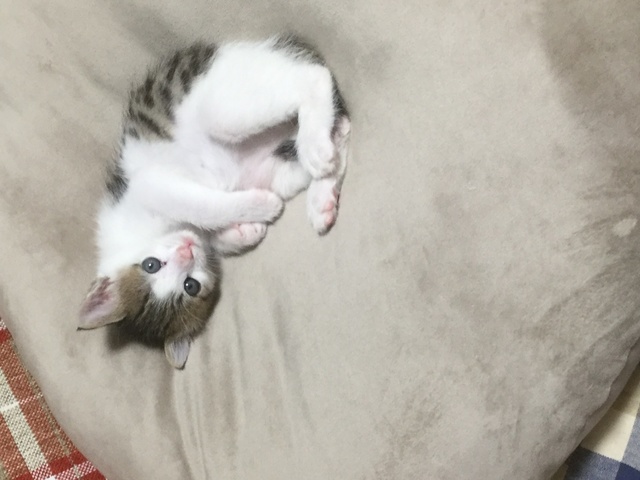 可愛いを知っておる3。.jpg