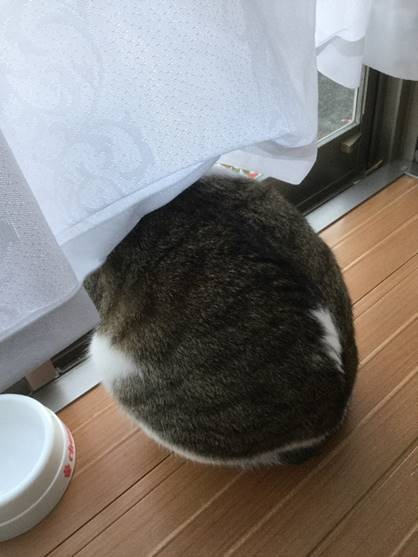 頭かくして尻隠さず.jpg